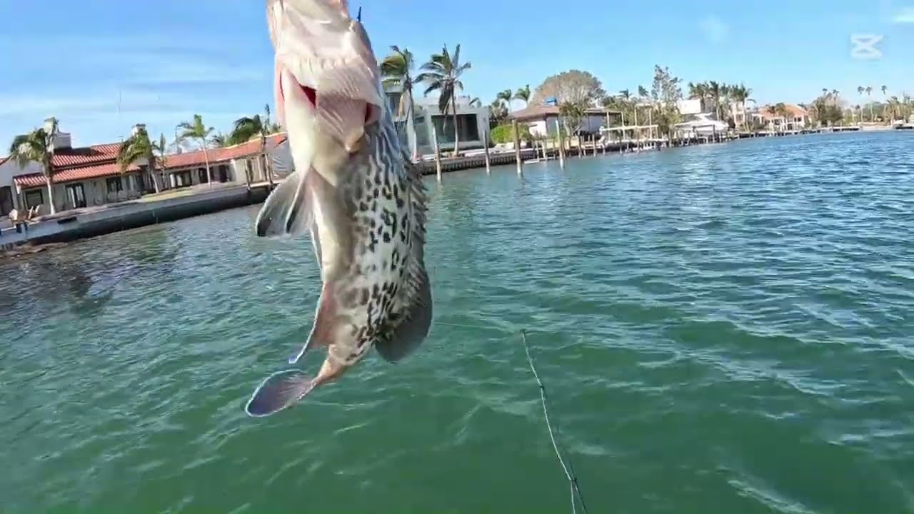 Sarasota bay fishing Snook, Flounder , and Grouper