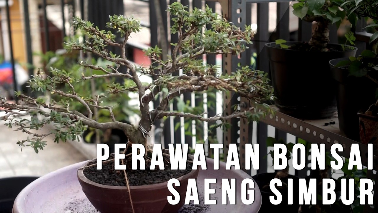 Perawatan Bonsai Saeng Simbur, Pruning, Ganti media, ganti pot kecil bonsai.#bonsai #bonsaitree