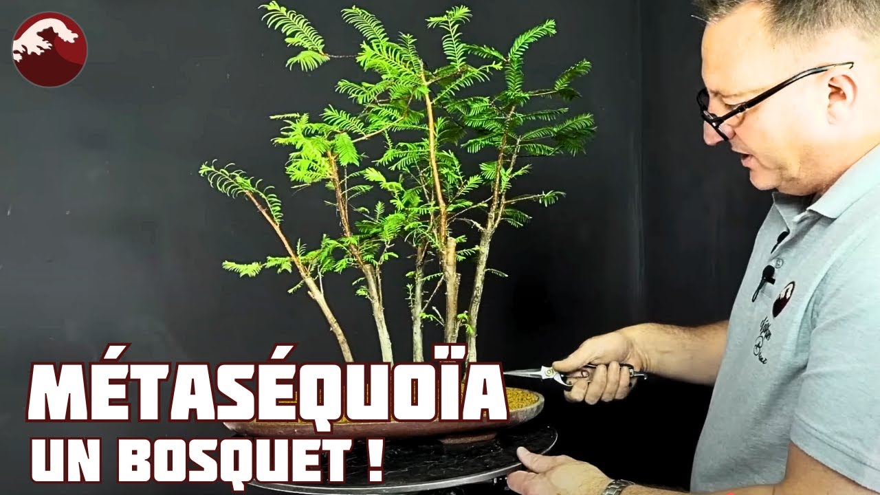 Métaséquoia en Bonsaï – Rempotage, esthétique et conseils de culture - épisode 1🌱 NEJIKAN BONSAI 🌱