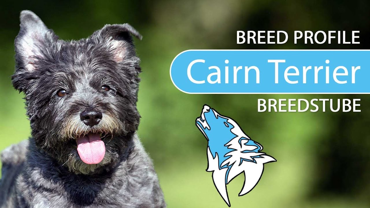 ► Cairn Terrier Breed [2021] Temperament & Training