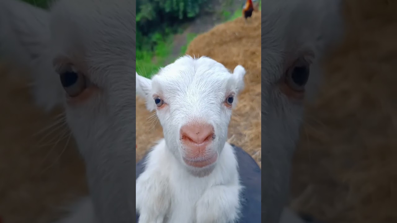 Who just ￼ looking at you #ship #voice #keşfet #animals