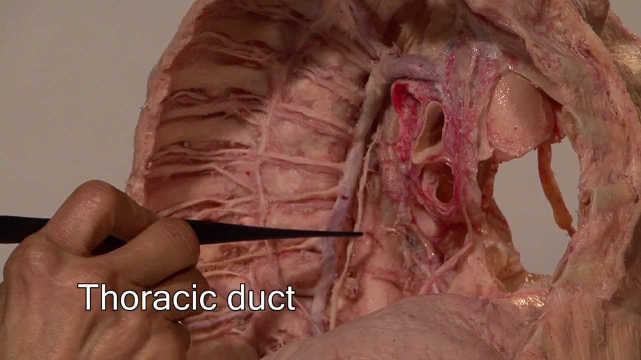 Anatomy Series, The Thoracic Cavity by Dr. Shakti Chandra