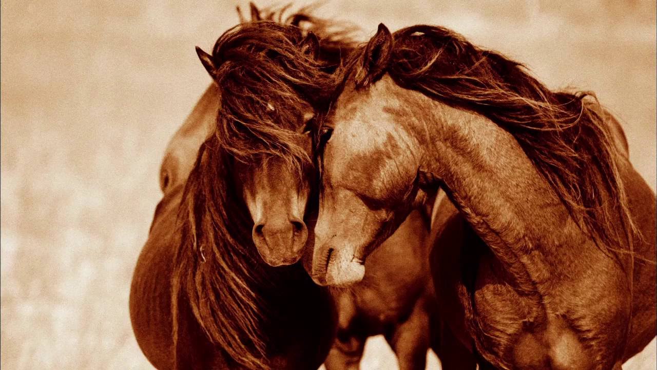 Sable Island