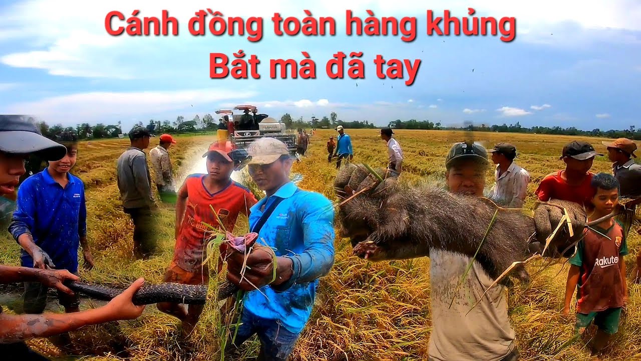 Vô mánh cánh đồng nhìu chuột khủng khi.ếp và bắt được con chuột cống nhum khủng lồ và rắn qua bự