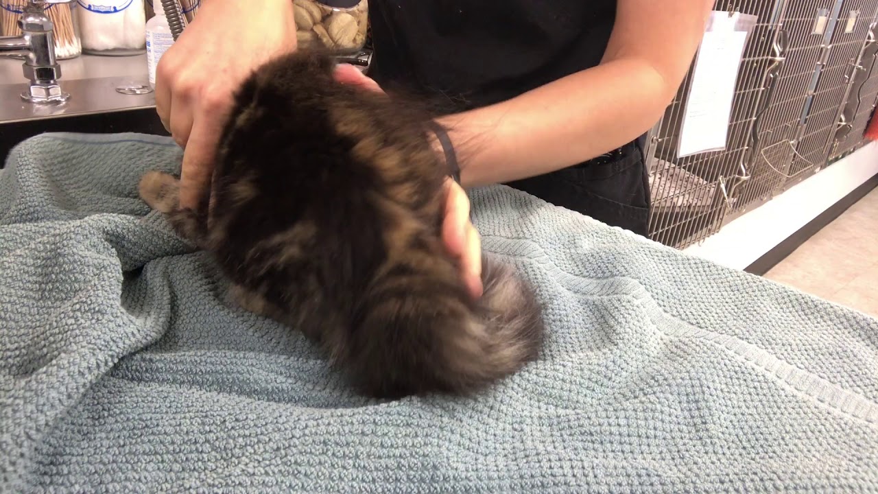 SK12 Intramuscular injection on a cat