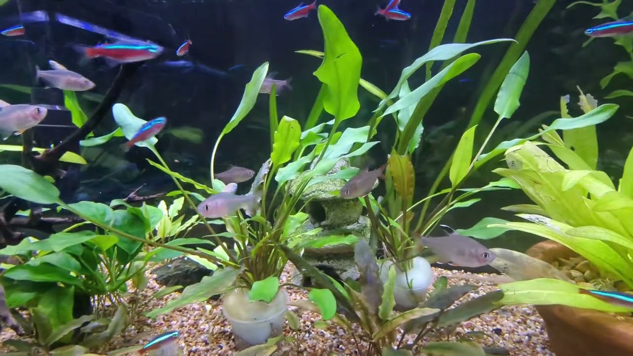 Rosy & Candy Cane Tetras