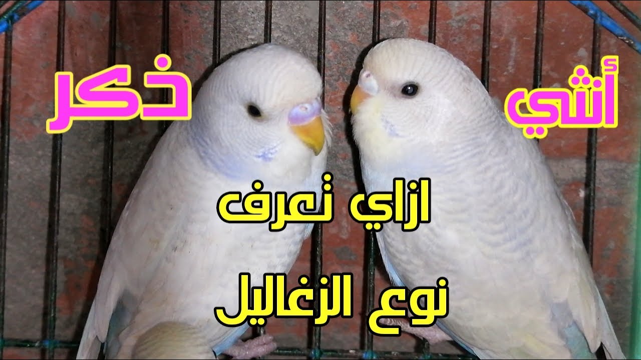 ازاي تفرق بين ذكر وأنثي زغاليل عصافير البادجي بطريقة سهلة جدا|عصافير|فروخ عصافير البادجي|طيورالحب|