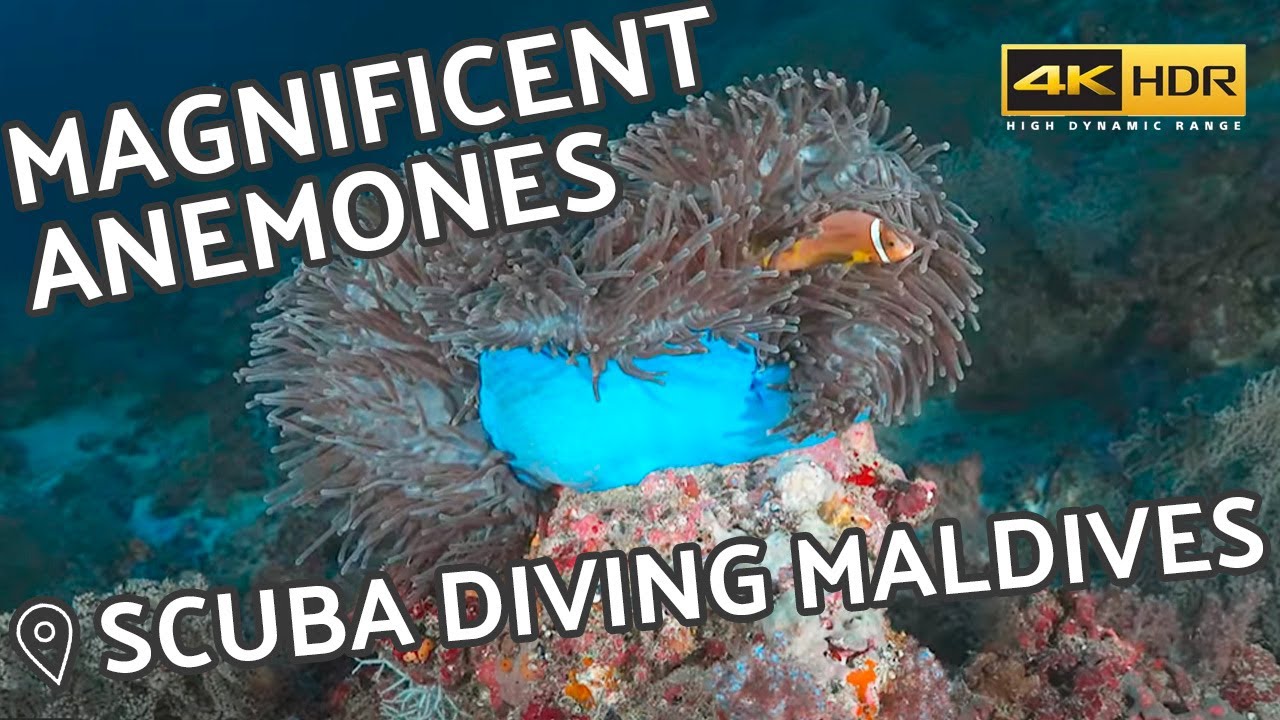 Colourful Anemones of The Maldives in 4K HDR - Relaxing, Meditation, Underwater Beauty Screensaver