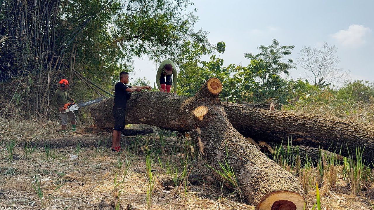 Shocking... The Fall of 2 Trembesi Trees in the Rice Field!