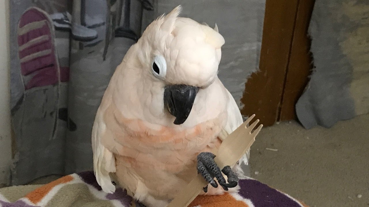 Choose compromising with your parrot