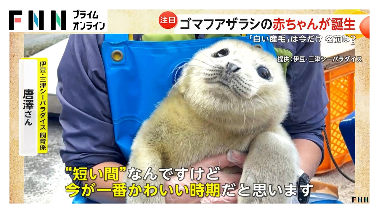 静岡の水族館でゴマフアザラシの赤ちゃん誕生！流氷と同じ色の&ldquo;白い産毛&rdquo;が見られるのは今だけ 伊豆・三津シーパラダイス（2026年03月25日）