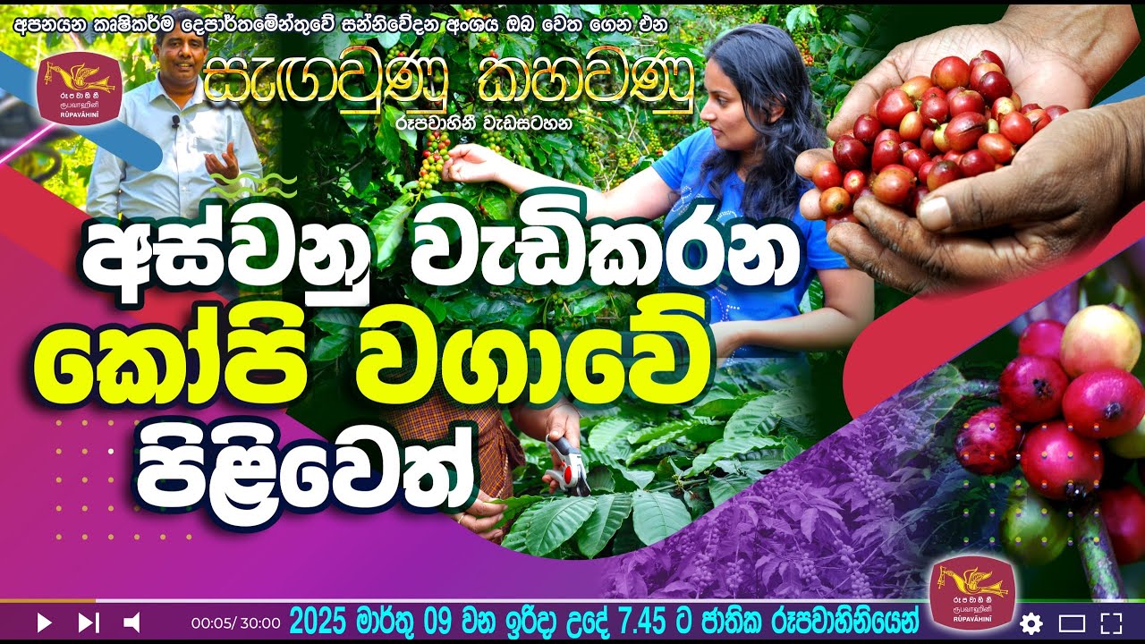 අස්වනු වැඩිකරන කෝපි වගාවේ පිළිවෙත්