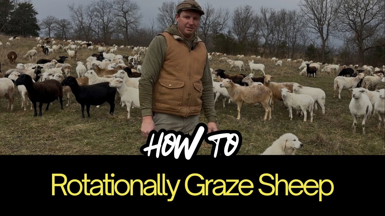 Temporary Electric Fence Tutorial for Sheep  