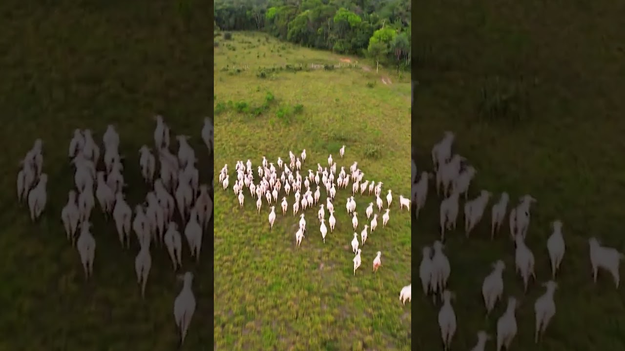 take de gado filmagem de drone #gado #boi  #drone #farmer #dronevideo #dji #farming #djiair2s