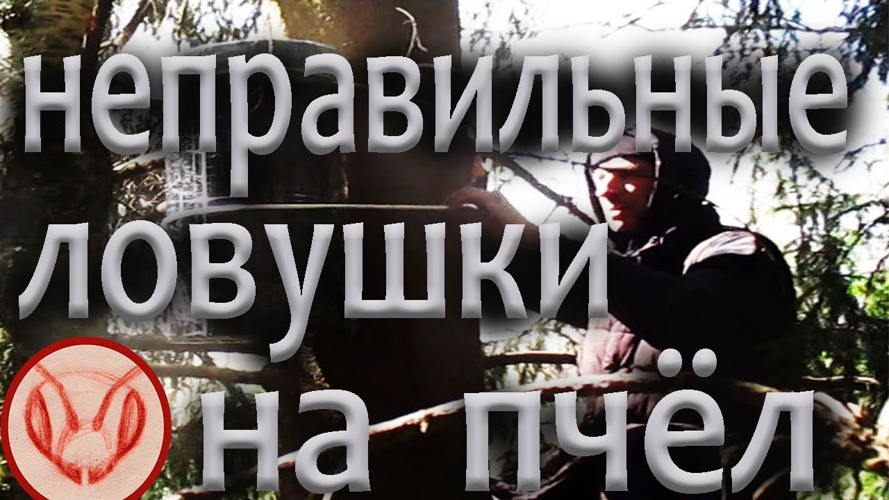 В какие безрамочные ловушки идут бродячие рои пчёл. В ловушки увеличенного объёма не заходят
