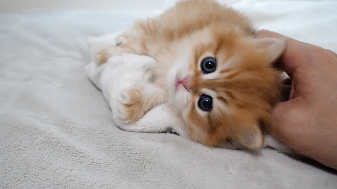 Cute kitten running around excitedly on its first bed...