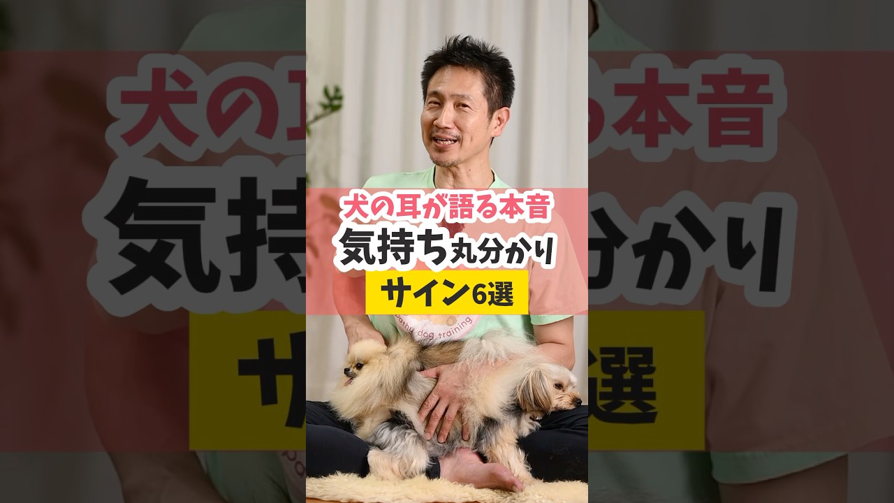 犬の耳の様子で愛犬の感情がわかりやすくなるよー♪#犬のいる暮らし #dog #shorts