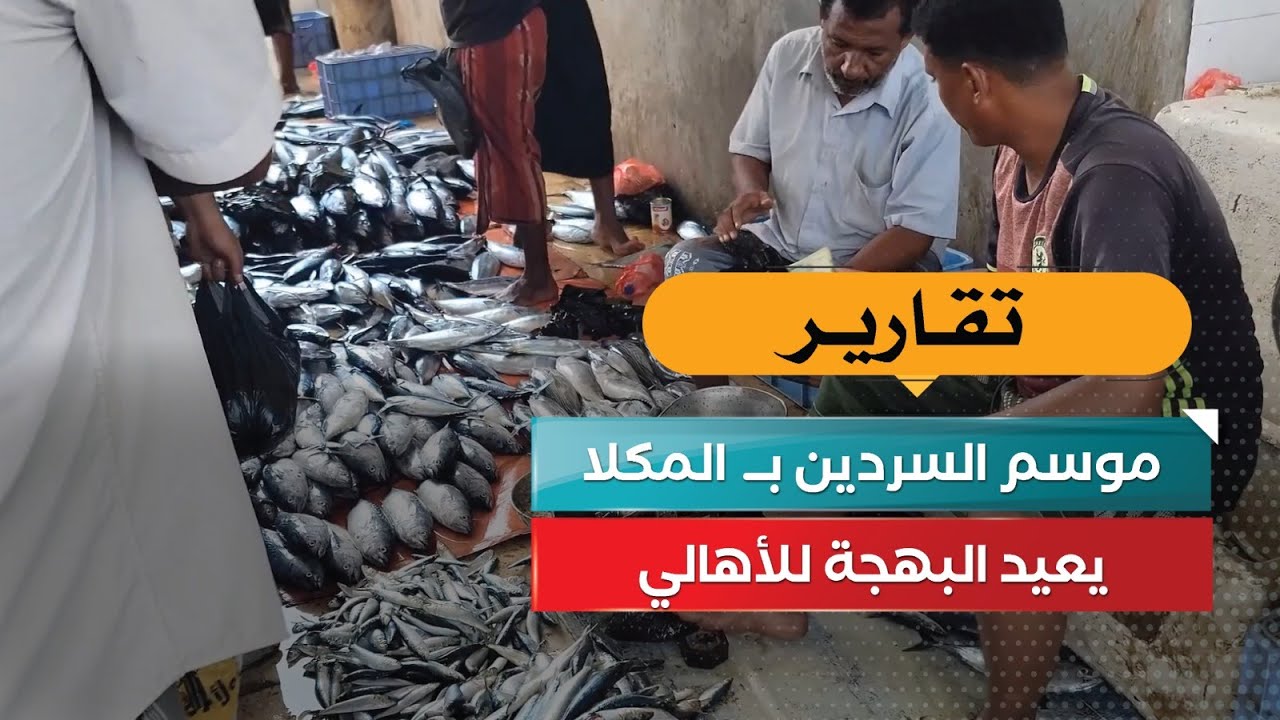 عودة الساردين إلى المكلا.. موسم العيد على الموائد!
