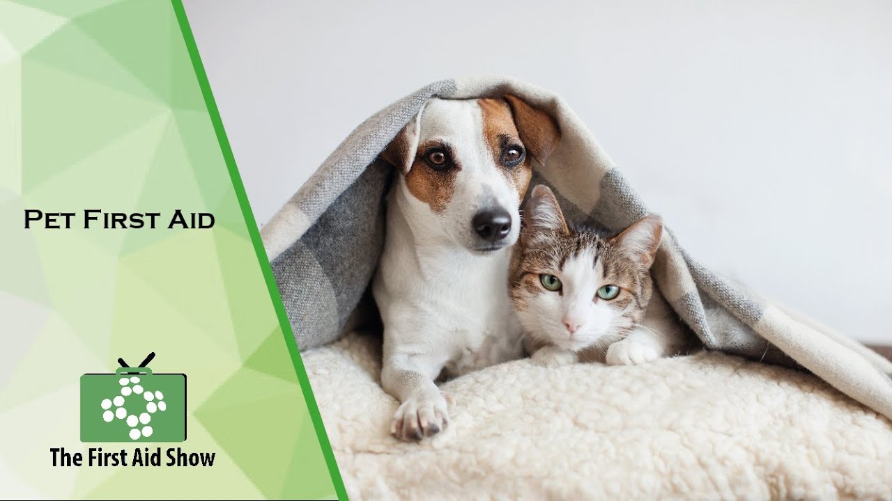 Pet First Aid