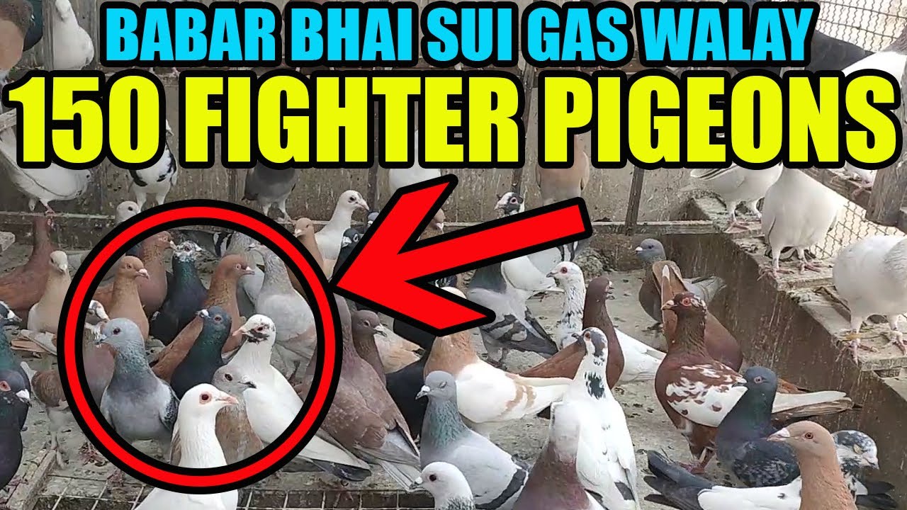 Racing Pigeons Loft Babar Bhai Sui Gas Walay 150 Kabooter Dourta Hoa Tofani Larrayya Catching Pigeon