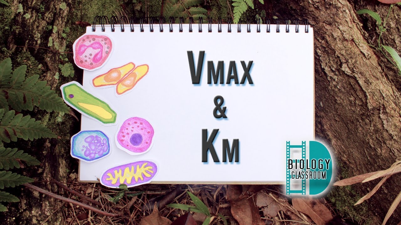 Биология уровня A — Vmax и Km