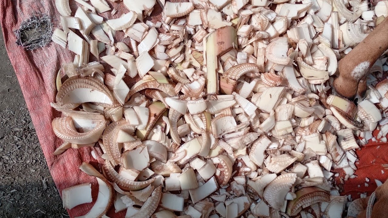 Kola gace. Gorur khaddo.gorur  Khaddor bikolpo . Panir proyojon