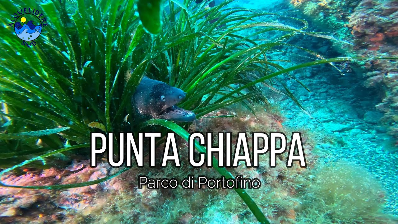 Immersione a Punta Chiappa - Parco di Portofino - Diving in Portofino Marine Park 4K