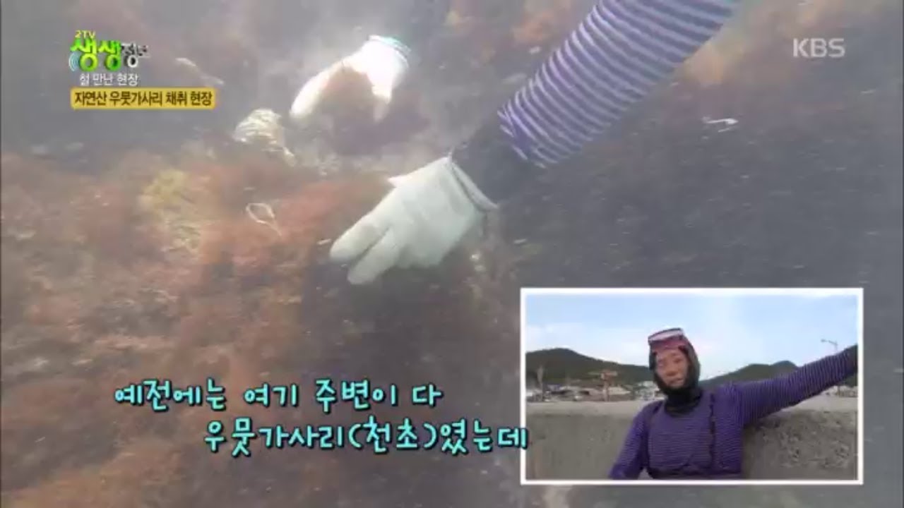 자연산 우뭇가사리 채취 현장 [2TV 생생정보] 20200528