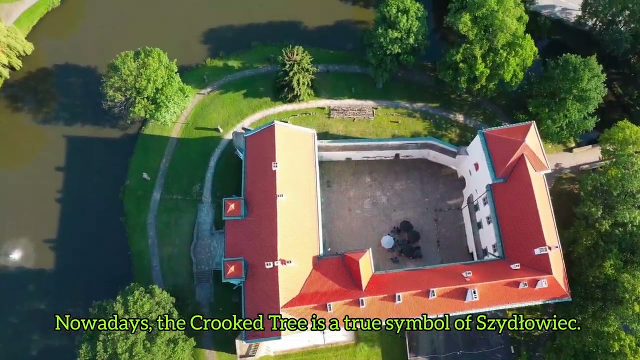Crooked Tree (Poland) – Tree of the Year 2026 Finalist