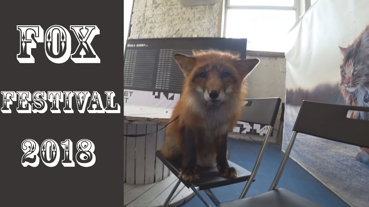 Fox festival 2018 (action camera FDR-X3000 footage)
