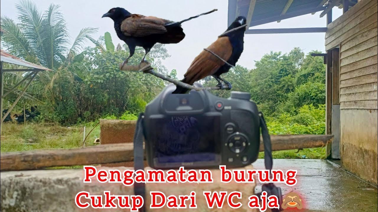 The Greater Coucal or crow pheasant // burung bubut //#wildlifephotography //#birding #burungbubut