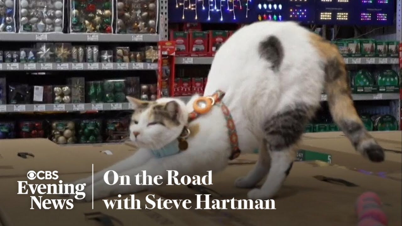 Lowe's employees go above and beyond to find beloved cat that disappeared onto freight truck