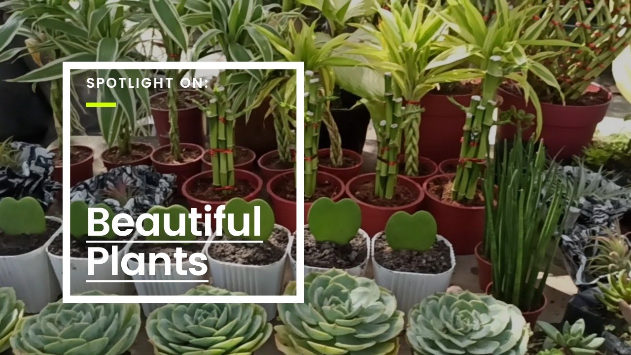 BUYING PLANTS AT MAGALANG PAMPANGA (Phillipines)