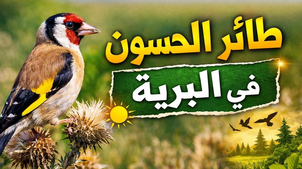 رحلة مع طائر الحسون في البرية 🐦🌿