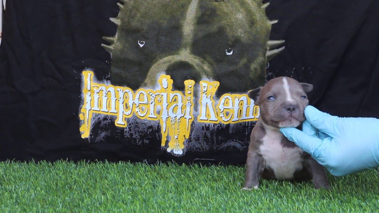 IMPERIAL KENNELS BULLY PRODUCTIONS