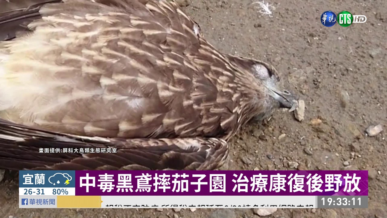 最猛黑鳶「小茄子」 一天狂飛300公里 | 華視新聞 20200531