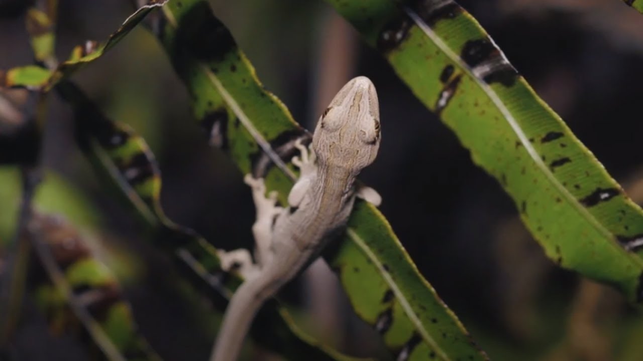 Searching for an elusive New Zealand gecko!