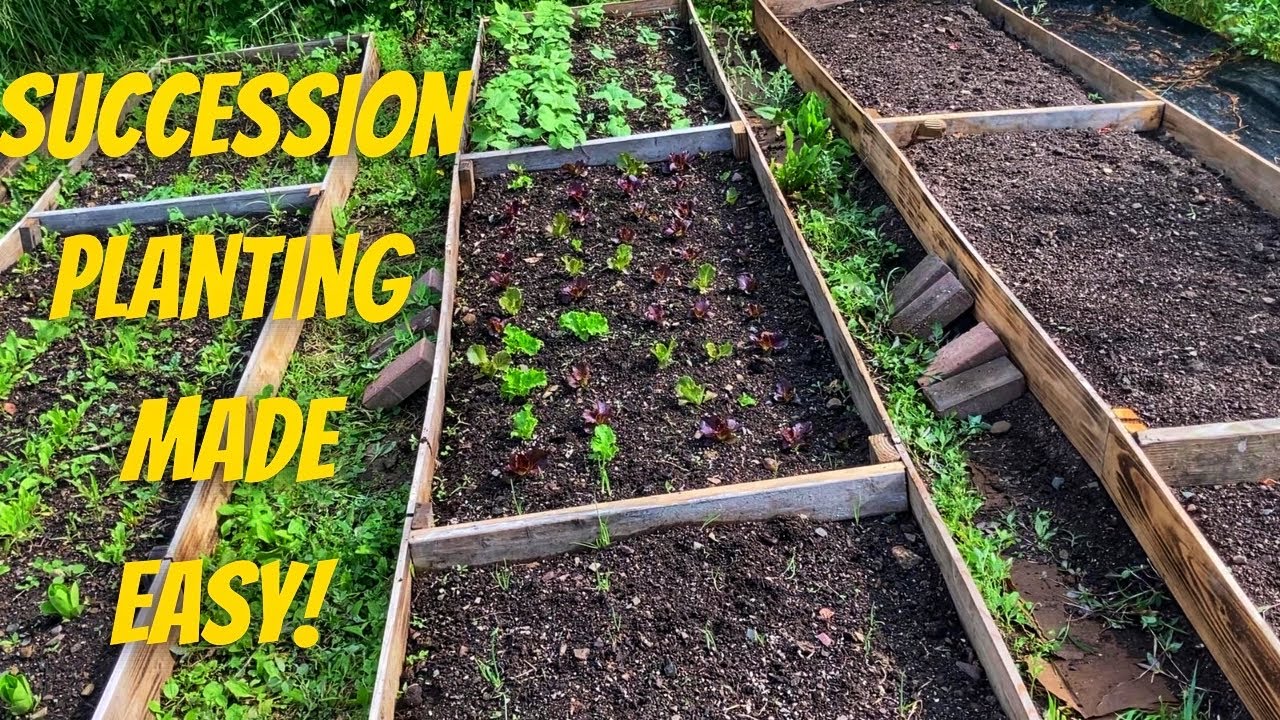 Maximize Garden Space Planting Onions, Lettuce & Green Beans | The 400 Square Foot Garden