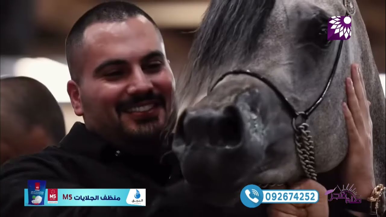 توّجت ببطولة العالم لجمال الخيول العربية .. المهرة الفلسطينية 