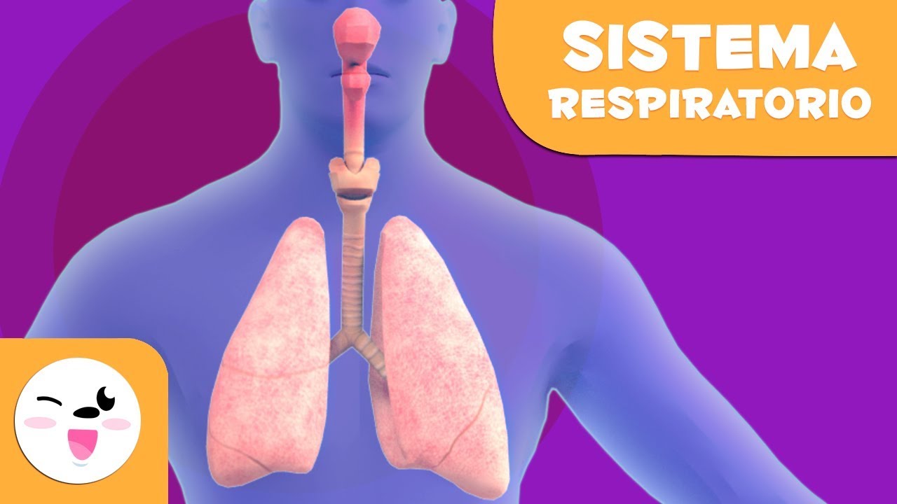 El sistema respiratorio | El cuerpo humano para ni&ntilde;os
