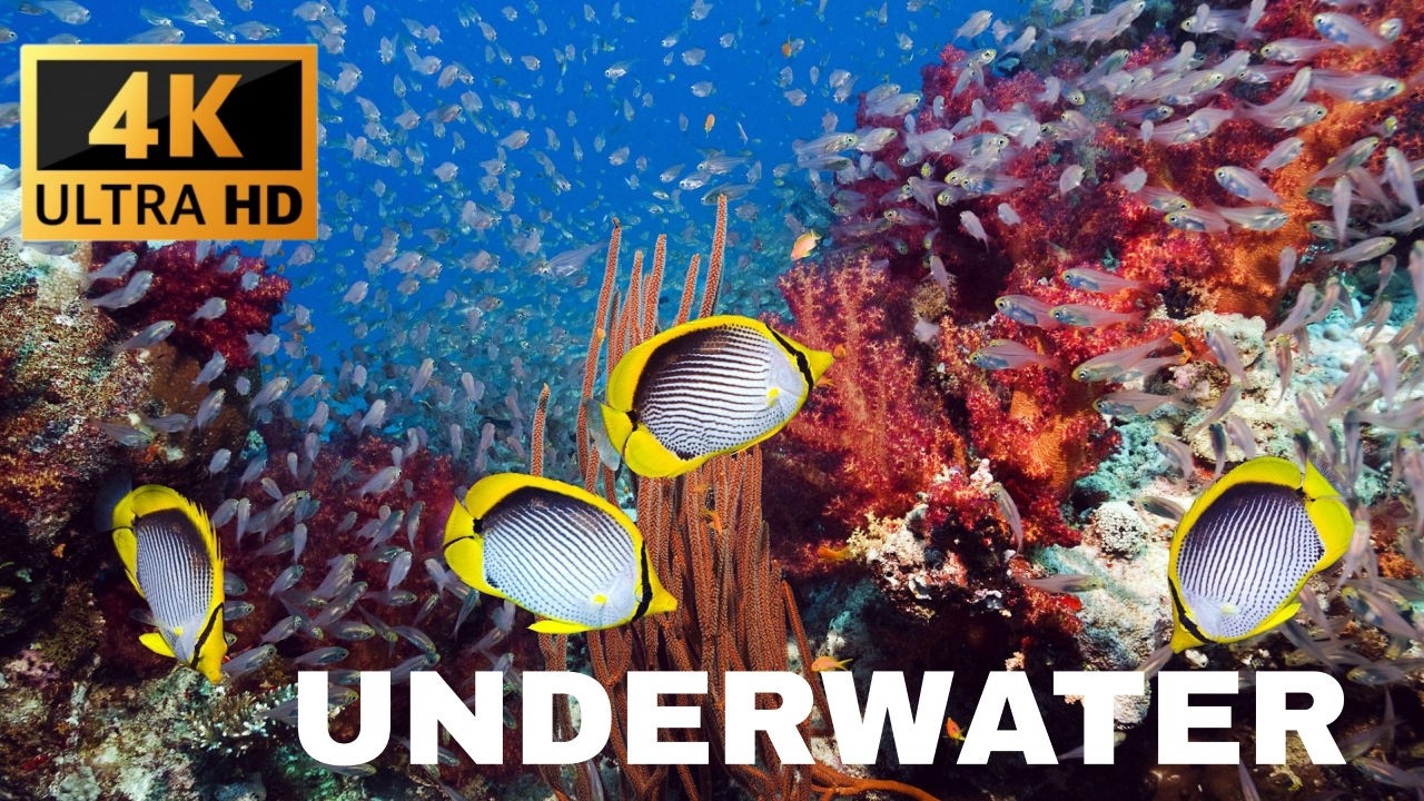 4K Underwater footage + Music Wave Sounds ,feel the music #oceanrelaxation #4k #8k