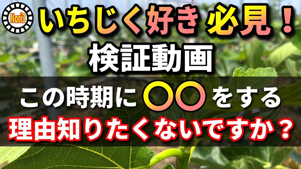 【検証】イチジク好き　必見！　本当にそうなるのか？　検証します