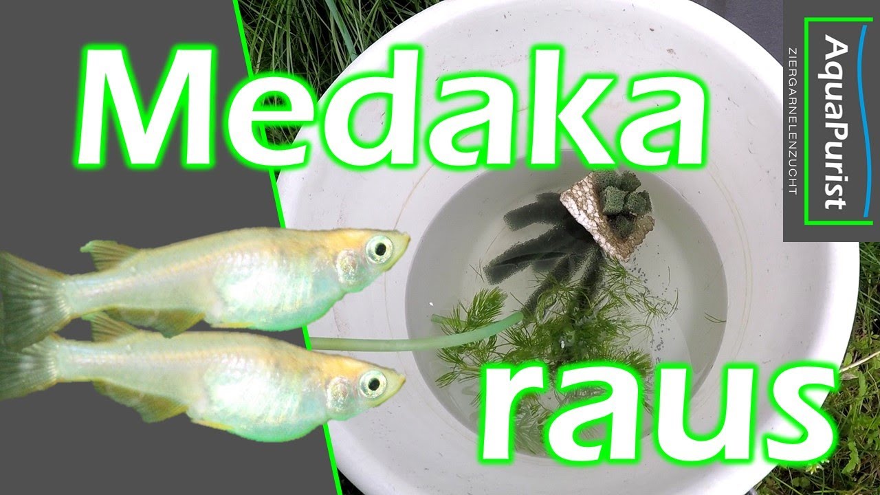 Outdoorfische: Medakas - Japanischer Reisfisch - Oryzias latipes in den IBC 2021