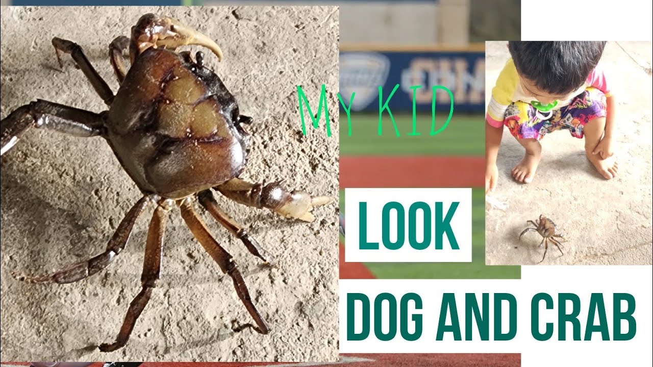 My Kid Playing with Crab| a crab crawling quickly 