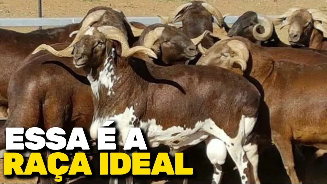 TUDO sobre a raça DAMARA  - Conquista o Mundo