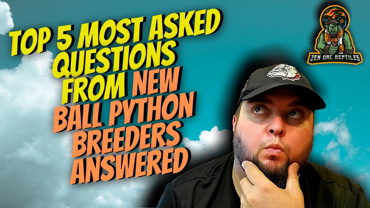 Top 5 Questions I Get Asked By New Ball Python Breeders!