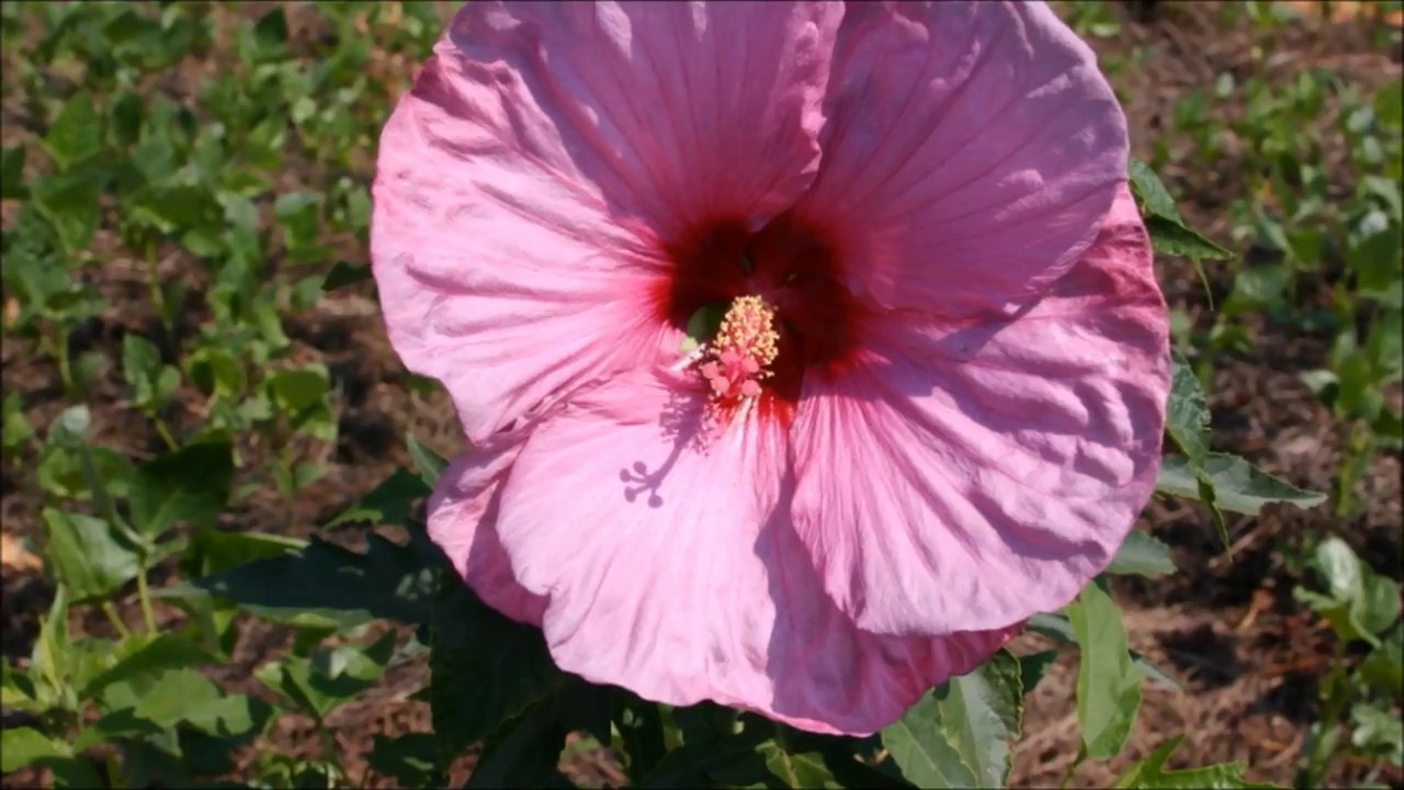 Odcinek #52 Hibiskus bylinowy Ketmia błotna
