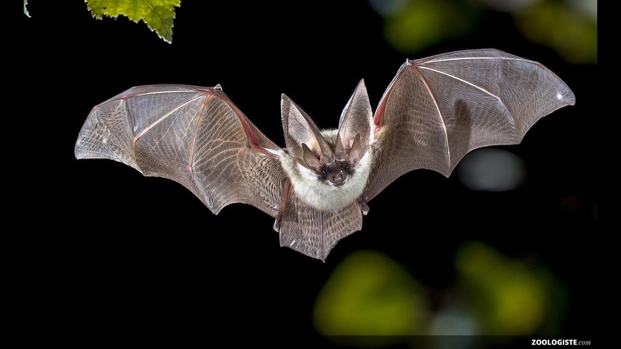 LA CHAUVE-SOURIS - Robert Desnos- Mis en musique par Agathe MD