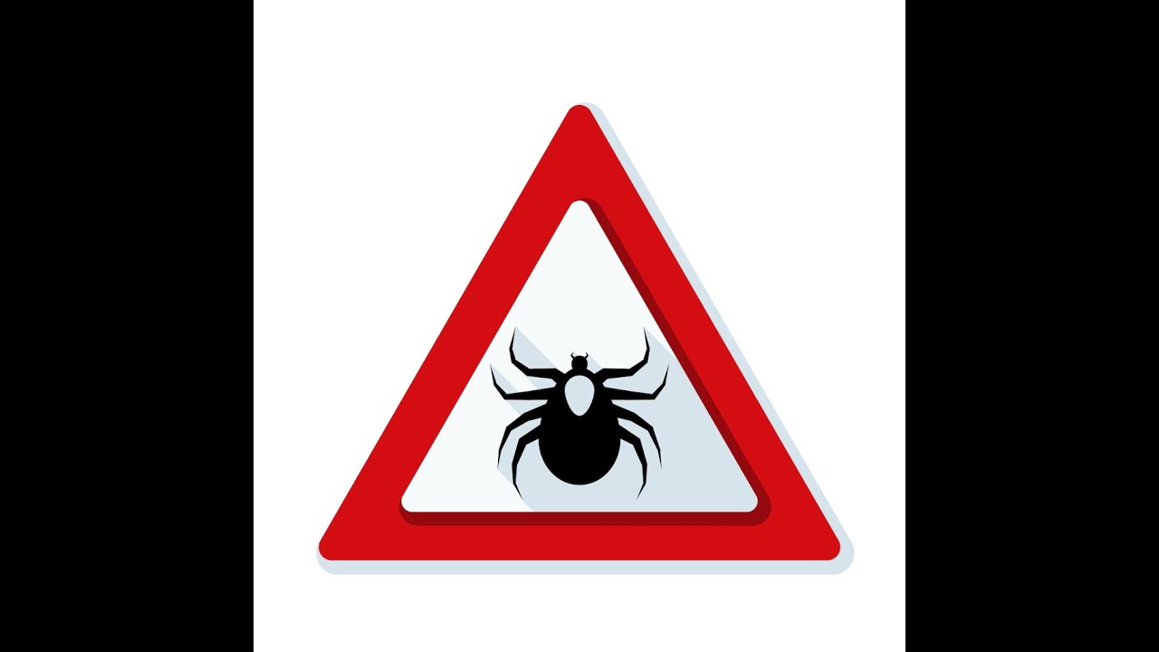 Borrelia burgdorferi - bakteria odpowiedzialna za boreliozę.  dr Marta Hajdul -Marwicz- parazytolog,