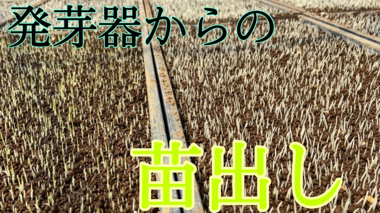 お米の芽　今年も良く出ました